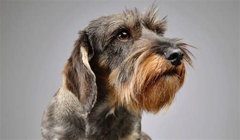 23+ Wirehaired Dachshund Breeders Image - Bleumoonproductions