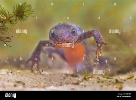 Daphnia pond hi-res stock photography and images - Alamy