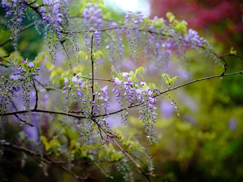 wisteria blooms in spring japan - Stock Image - Everypixel