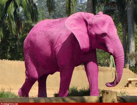 Pink Elephant - GodWiki