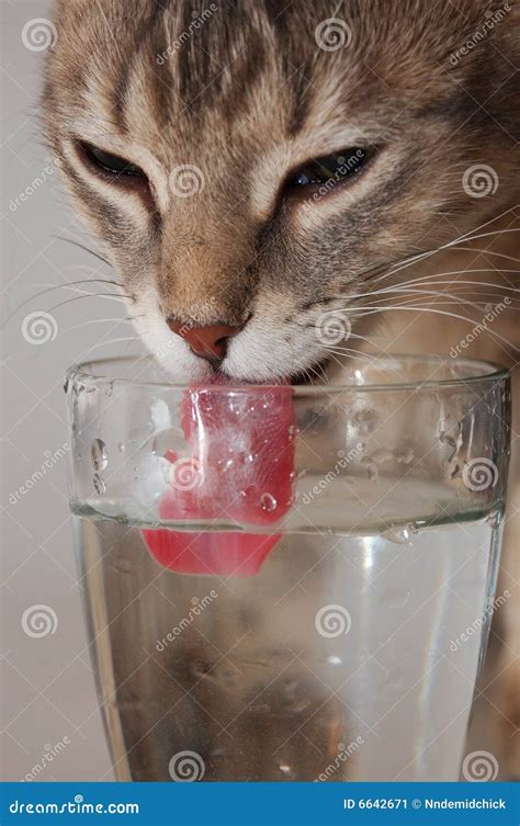 Cat Drinking Water Stock Image - Image: 6642671