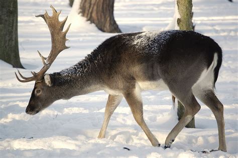 Fallow Deer in the Winter Coat - Brilliant Creation