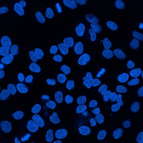 PhenoVue DAPI nuclear stain | PerkinElmer