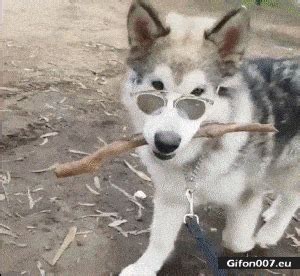 Gif 695: Funny Dog, Wearing Glasses, Video | Gifon007.eu