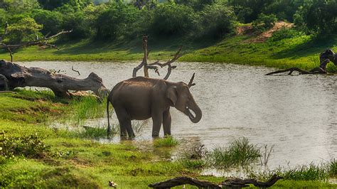 Yala National Park Animals - Photos All Recommendation