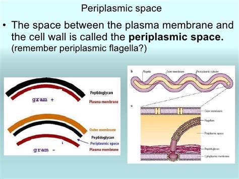 Chapter 4 prokaryotic profiles micro 1