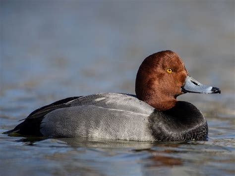 Duck photo redhead – Telegraph