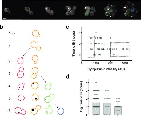 Time to the formation of inclusion bodies is not strongly correlated... | Download Scientific ...