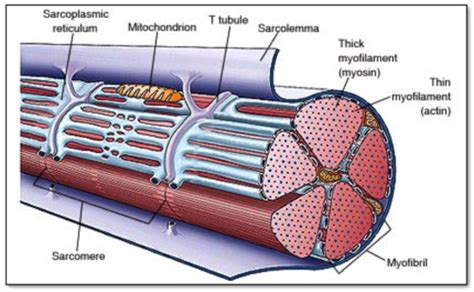 muscular system Flashcards | Quizlet