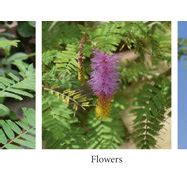 Prosopis cineraria tree, leaves, flowers, and pods [7]. | Download ...