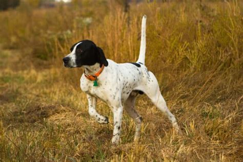 Pointer Dog: Info, Pictures, Facts, & Traits – Dogster