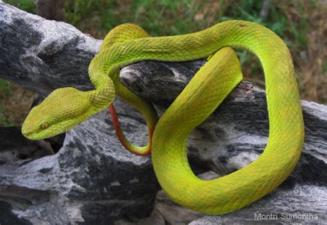 Green Pit Viper Snake Antivenom – Snake-Antivenin.com