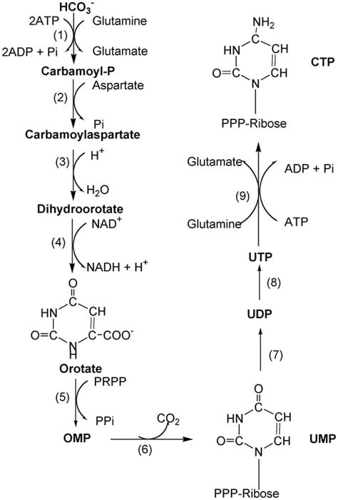 Nucleotide: Structure, Types, and Biological Functions