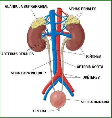 CIENCIAS BIOLOGICAS: ANATOMIA Y FISIOLOGIA DEL SISTEMA RENAL