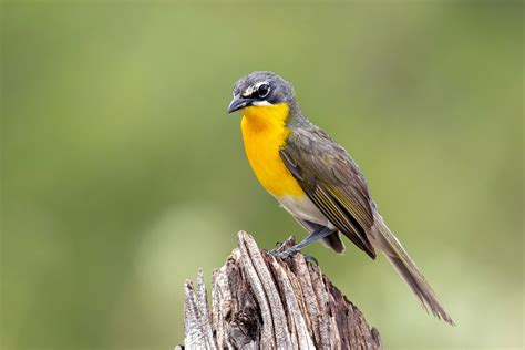 Yellow-breasted Chat | Audubon Field Guide