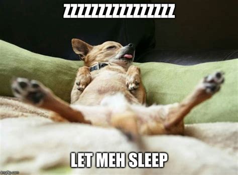 Funny Sleeping Dog Meme