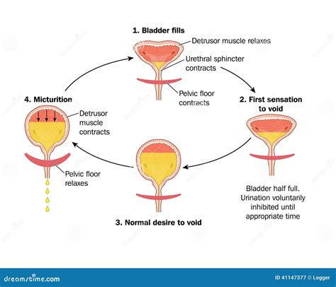 Pelvic Hip Royalty-Free Stock Photography | CartoonDealer.com #48760415