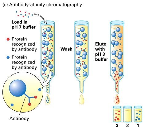 My Scientific Blog - Research and Articles: AFFINITIY CHROMATOGRAPHY