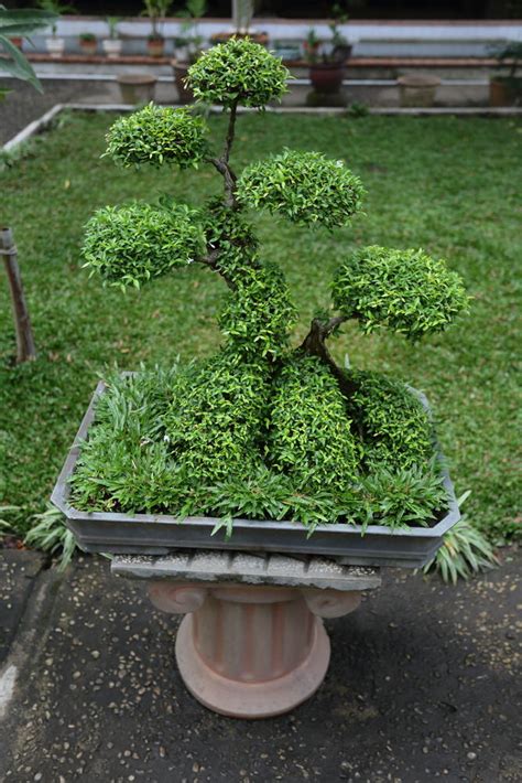 13 Types of Bonsai Trees (by Style and Shape Plus Pictures)