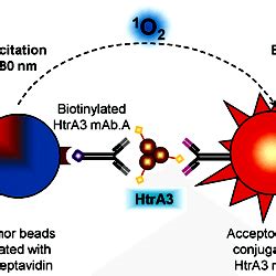 Schematic illustration of HtrA3 AlphaLISA principle.