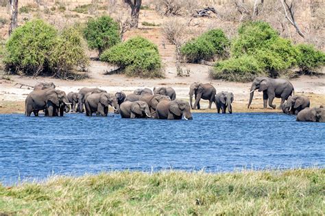 On Safari in Chobe National Park, Botswana | Earth Trekkers