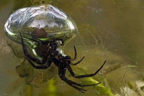 The diving bell spider (Argyroneta aquatica) is the only known spider in the world that lives ...