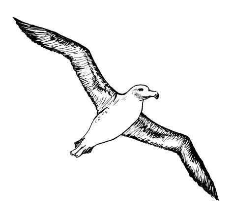 Bird Albatross Tattoo Gulls - Albatross PNG Image png download - 3163*2932 - Free Transparent ...