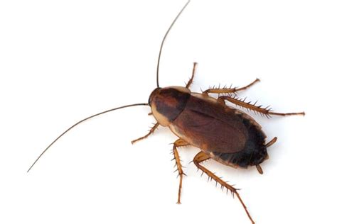 Pennsylvania Wood Cockroach Control - Plunkett's Pest Control