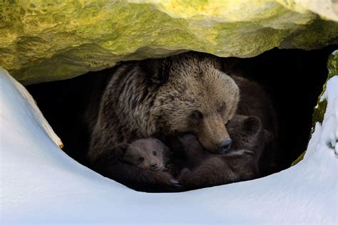 Bear hibernation: More than a winter’s nap | Ars Technica