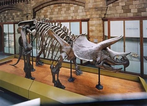 Triceratops skeleton on display in the central hall at Framed Photos