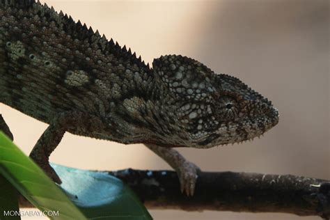 Madagascar giant chameleon (Furcifer oustaleti) [madagascar_7083]