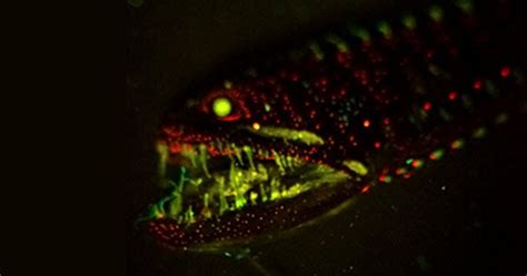 10 Cases Of Bioluminescence Used For Defense And Deception - Listverse