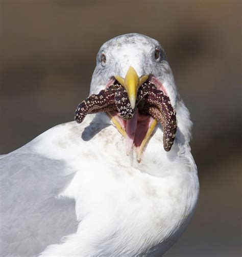 Seagulls Eating Starfish Look Terrifying