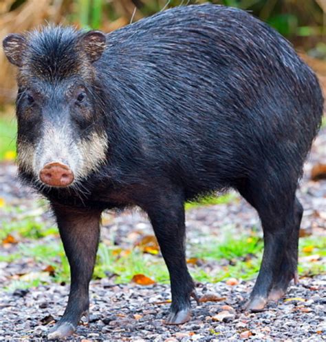 White-lipped Peccary | Zoo tycoon movie Wikia | Fandom