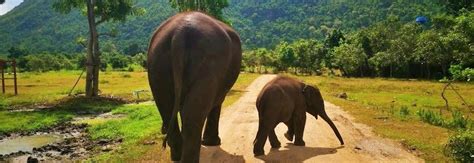 Bangkok Elephant Care Sanctuary