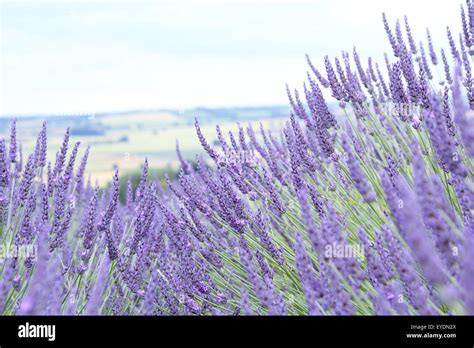 Yorkshire lavender, Terrington, York, North Yorkshire, England, UK Stock Photo - Alamy