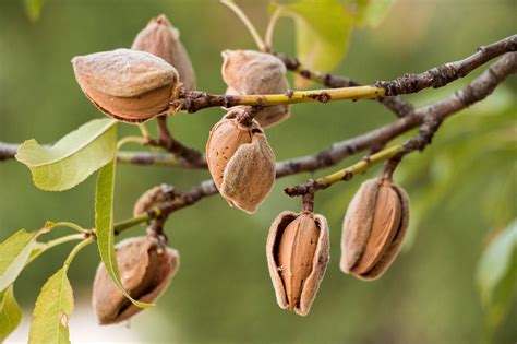 Finding a greater use of almond byproducts | AGDAILY