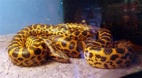 Yellow Anaconda Facts and Pictures