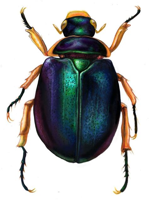 Scarab | Spirit Animals and Creatures I Admire | Pinterest | Beetles ...