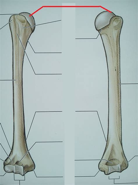 Level 33 - 6.2 Humerus - Anatomy of the Extremities - Memrise