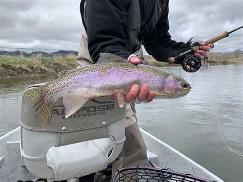 Montana Fly Fishing | Montana Fishing Guides