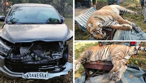 Speeding Vehicle Kills Tiger In Corbett Tiger Reserve, Uttarakhand