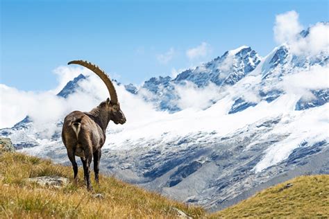 Download Mountain Animal Alpine Ibex HD Wallpaper