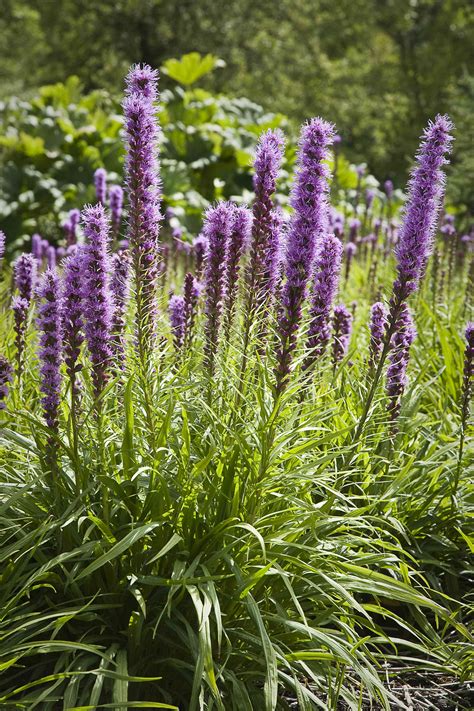 Long Blooming Perennial Flowers