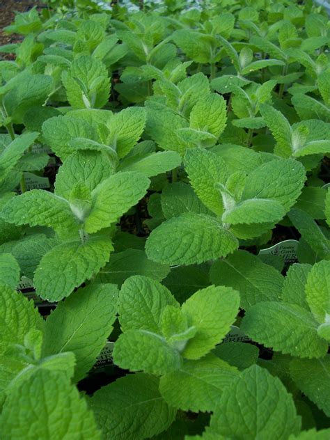 apple mint - Google Search | Types of mint plants, Mint plants, Peppermint plants