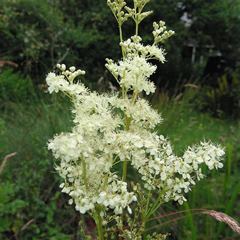 Meadowsweet (Filipendula ulmaria) a wildflower for stream edge