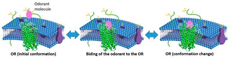 Olfaction and Ligand–Receptor Interaction | Encyclopedia MDPI