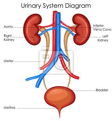 Medizinische ausbildung diagramm der biologie für menschliches fototapete • fototapeten medicals ...