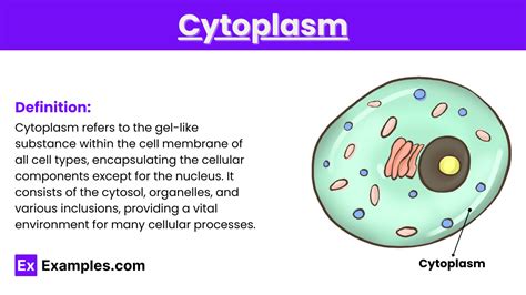 Cytoplasm - Definition, Structure, Function, In plant & Animal cells