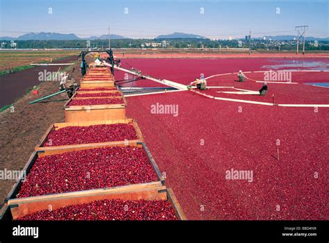 Harvesting Cranberries from Bog to Conveyor Belt to Crates on Cranberry Farm Fraser Valley ...